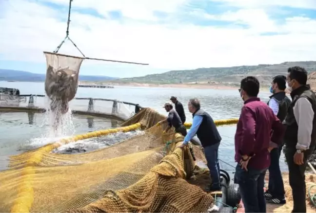 KAYSERİ'DE YETİŞTİRİLEN TÜRK SOMONU, İÇ VE DIŞ PİYASAYA SUNULUYOR