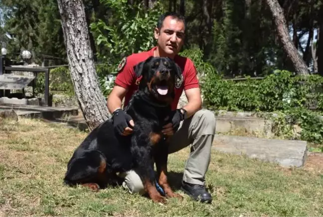 Sahibi uyuşturucudan tutuklanan 'Buffy', artık polis köpeği