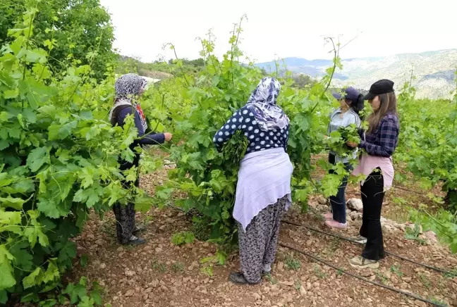 Asma yaprağı üreticiyi sevindiriyor