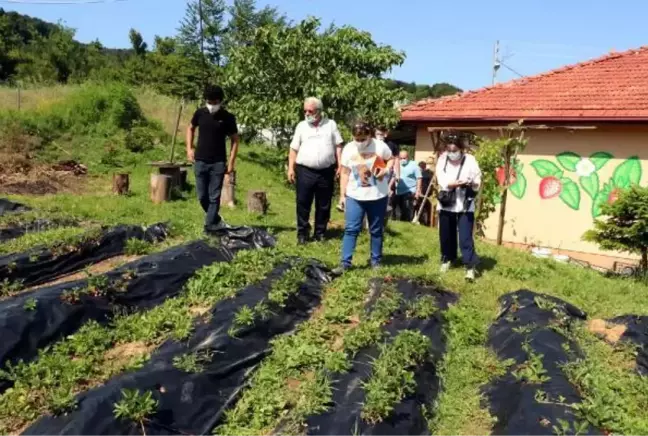 OSMANLI ÇİLEĞİNİN GENİ ARAŞTIRILIYOR