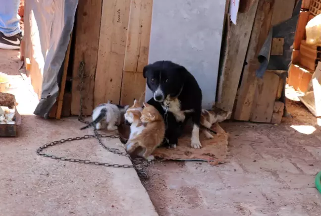 Boncuk isimli köpek, kulübesinin yanında doğan kedi yavrularına gözü gibi bakıyor