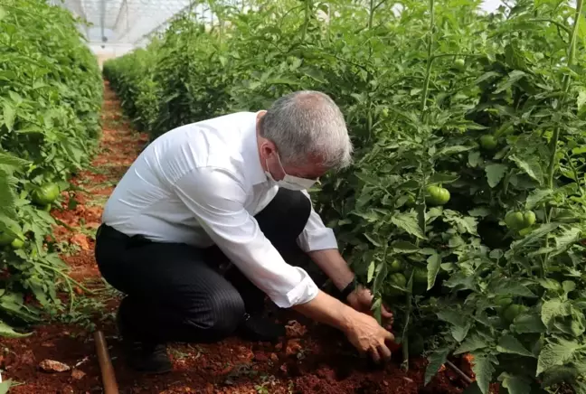 Tahmazoğlu, dağıttığı sebze fidelerinin hasadına katıldı