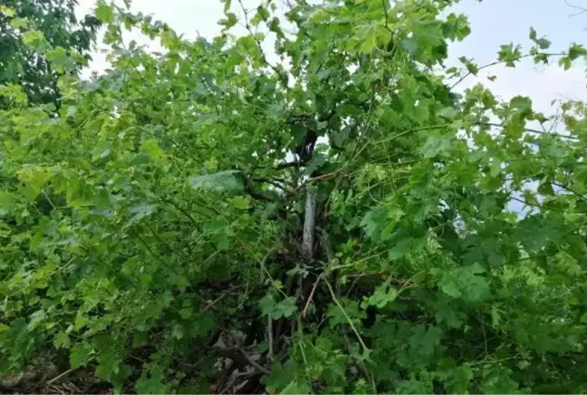 TARSUS'TA ETKİLİ OLAN DOLU, MEYVE BAHÇELERİNE ZARAR VERDİ