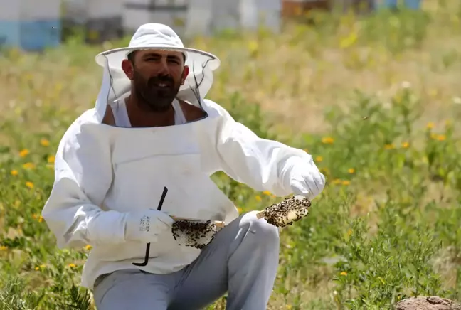 Gezgin arıcıların Muş'un verimli yaylalarına