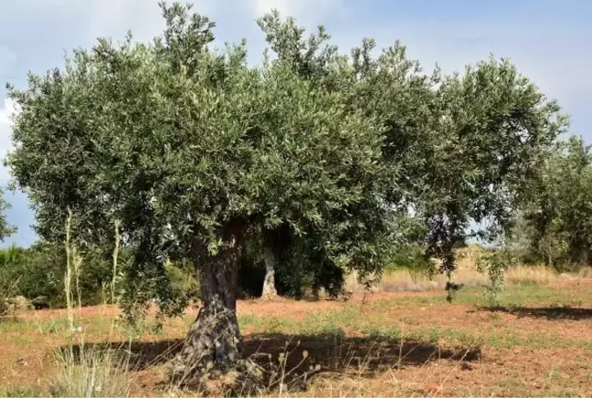 Zeytinyağı markasından 'Anıt zeytin ağaçlarını koruma' projesi