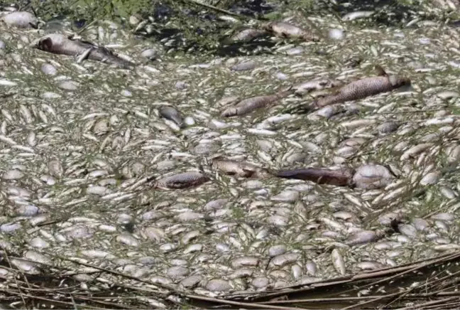 Büyük Menderes Nehri'nde fabrikaların kimyasal atıkları binlerce balığın ölümüne neden oldu