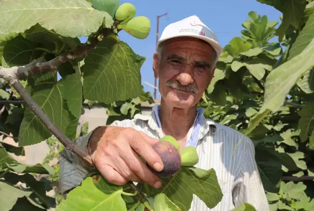 Siyah incir hasadı başladı