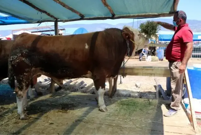 Bir ton 400 kiloluk 'Şampiyon, alıcısını bekliyor