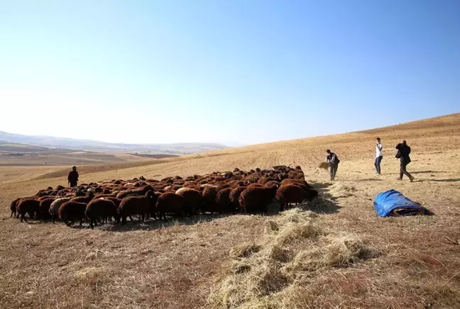 Bayburt'ta küçükbaş hayvan sayısında 1 yılda 5 kata yakın artış sağlandı