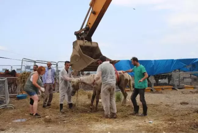 HOPA'DA TIR PARKINDA ÖLÜME TERK EDİLEN ATLAR KARANTİNADA