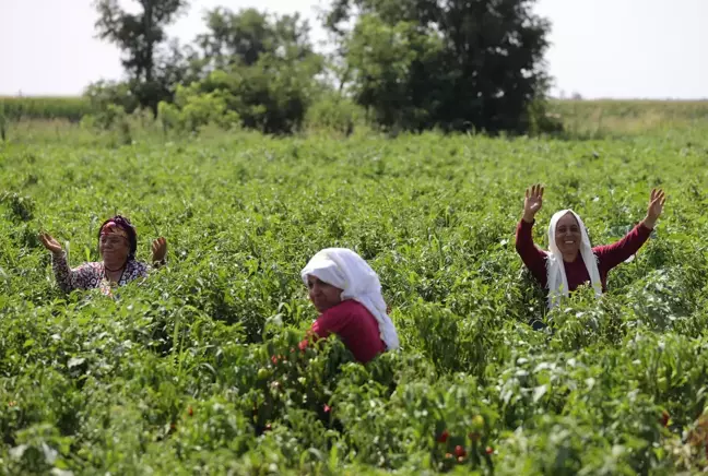 Tava ciğerinin sevilen garnitürü Karaağaç acı biberinde hasat başladı