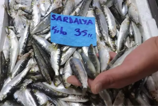 ÇANAKKALE'DE AV SEZONU AÇILDI, SARDALYANIN KİLOSU 35 LİRAYA DÜŞTÜ