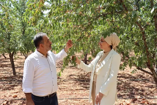 Şehir hayatını terk eden veteriner, köyüne dönüp badem yetiştirmeye başladı! Kazancı bir hayli yüksek