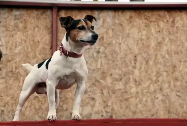 ÖZEL- Ankara'nın en küçük arama kurtarma köpeği 'Leon'