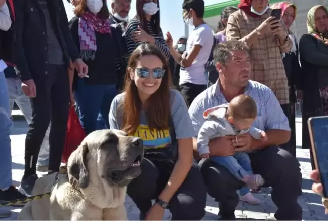 BAĞ BOZUMU FESTİVALİNDE AKSARAY MALAKLISI İLGİ ODAĞI OLDU