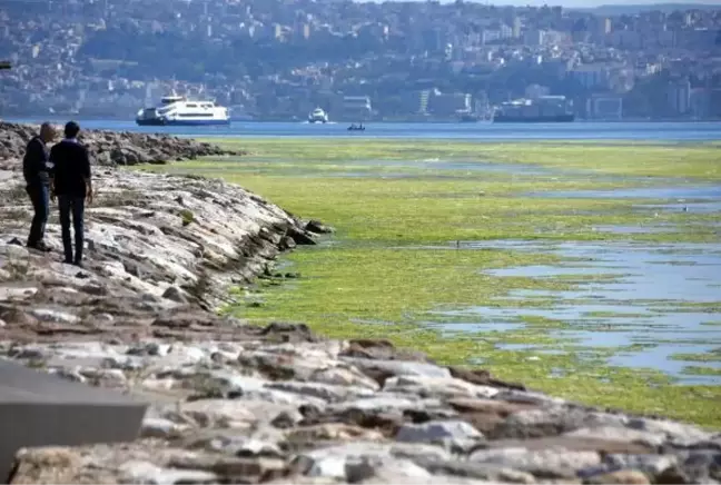 İZMİR'DE DENİZ YEŞİLE BÜRÜNDÜ