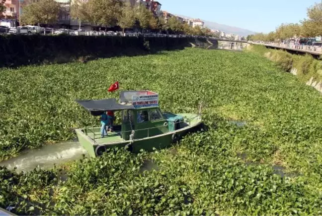 ASİ NEHRİ'Nİ SU SÜMBÜLLERİ KAPLADI