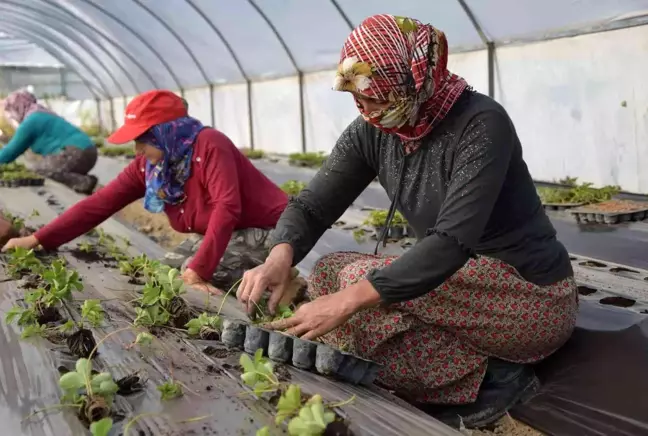 Sezonun ilk çilek fideleri toprakla buluştu