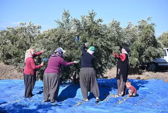 Zeytin hasadı başladı