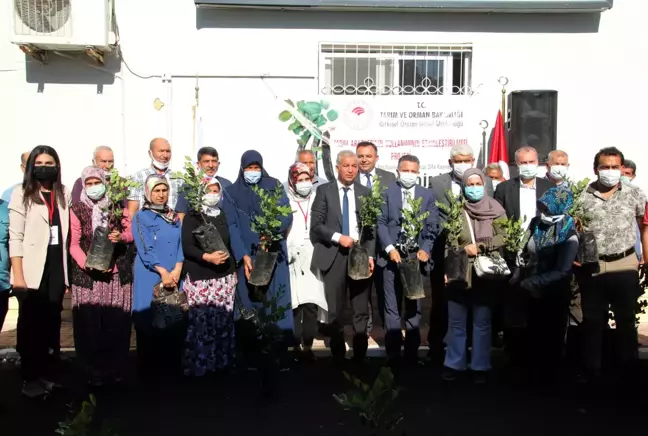 Şifa kaynağı olacak keçiboynuzu fidanları toprakla buluştu