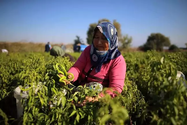 Tatlı kıl sivri biber üreticinin yüzünü güldürdü