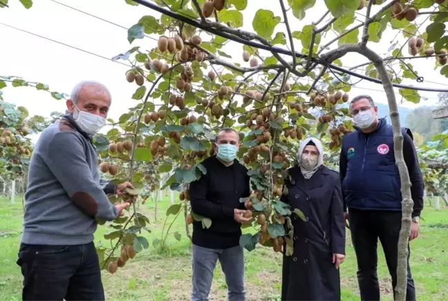 Ordu'da kivi hasadı başladı