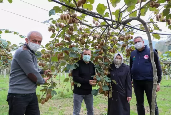 Ordu'da kivi hasadına başlandı