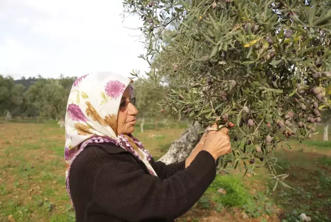 7. Milas Zeytin Hasat Şenliği başladı