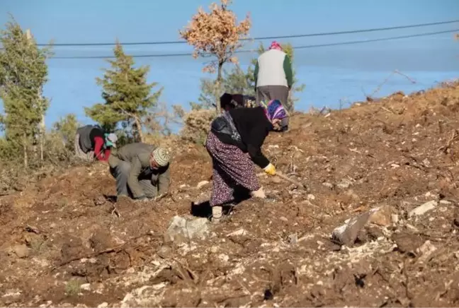 1900'LERDE DEMİR YOLU YAPIMI İÇİN KESİLEN ARDIÇ AĞAÇLARI, YENİDEN HAYAT BULACAK