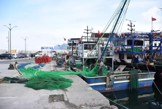 Nesli tehlike altındaki orfoz Karadeniz'de görüldü