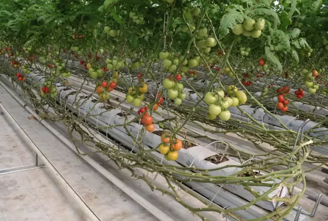 Bozkırın ortasında jeotermal enerji ile 4 mevsim domates yetiştiriliyor