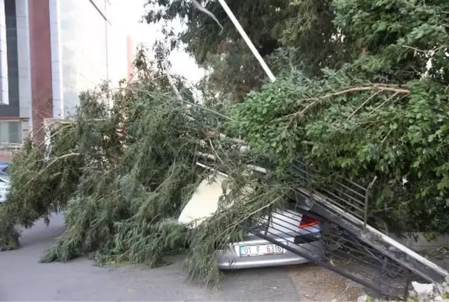 İSKENDERUN'DA KUVVETLİ RÜZGAR; AĞAÇLAR DEVRİLDİ