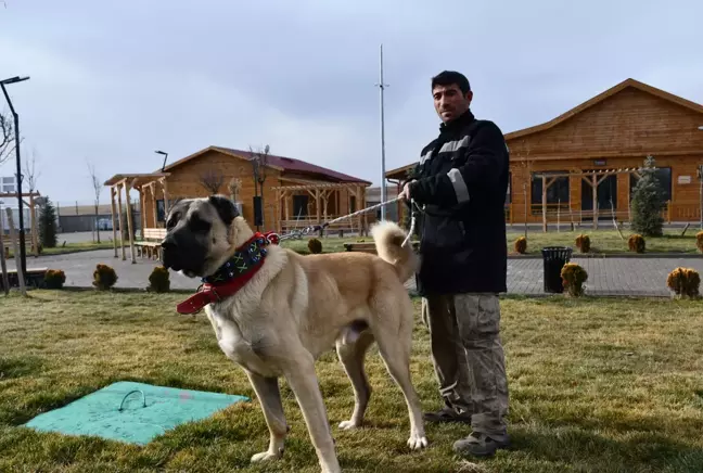 Kangal çiftliğinin gözdesi 