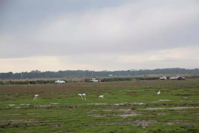 Sıcak bölgelere göç eden flamingolar, Antalya'da mola verdi