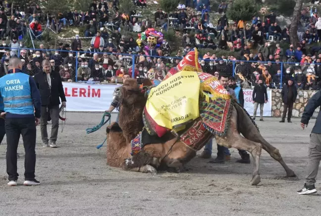 Son dakika haberi! Bodrum'da geleneksel deve güreşi festivali yapıldı