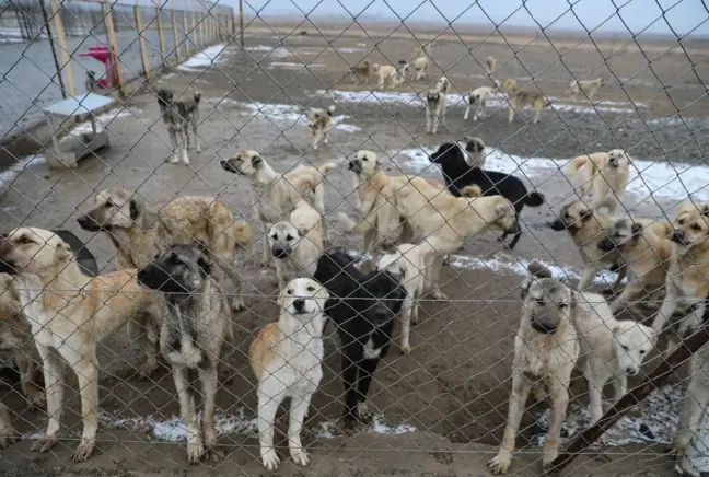 Iğdır'da dağa terk edilen köpekleri belediye ekipleri kurtardı