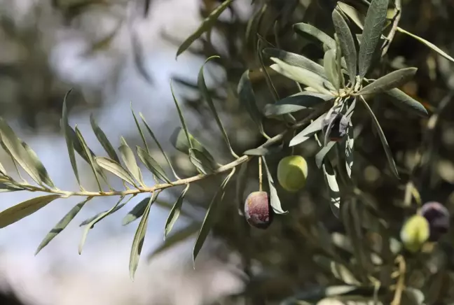 Mudanya'nın geleneksel zeytin yetiştiriciliği Unesco'ya aday