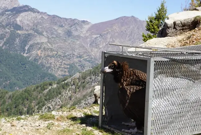 Tedavisi tamamlanan kara akbaba doğaya salındı