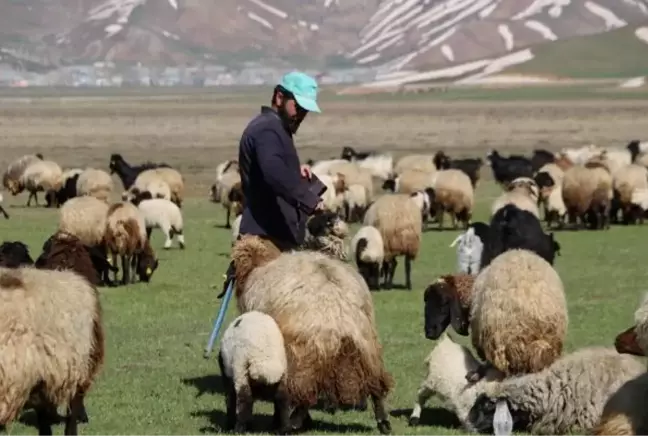 Aylık 7 bin liraya çoban bulamadılar, nöbet sistemine geçtiler