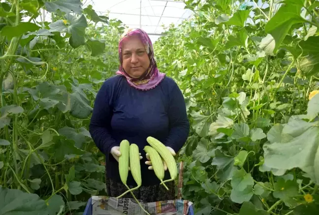 Antalya'da üretilip kilosu 30 TL'den Almanya'ya gidiyor