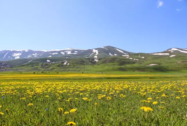 Sarı ve mor renkli çiçekler Erzurum ovalarını renklendirdi