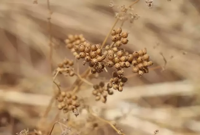 Kişniş hasadına başlandı