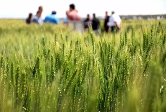 Konya'da kuraklığa dayanıklı hububat tanıtımı