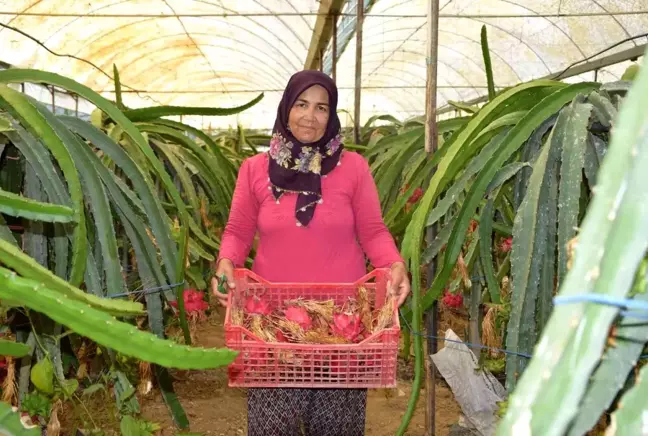 Gübre masrafı yok, 4 gün susuz kalabiliyor! Kilosu 100 TL'den satılan ejder meyvesine otel ve marketlerden talep çok