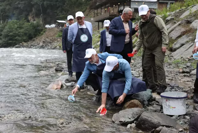 Fırtına Deresi'ne 50 bin kırmızı benekli alabalık yavrusu bırakıldı