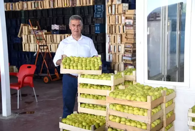 Aydın haber... Aydın'da taze incirde hasat sezonu başladı