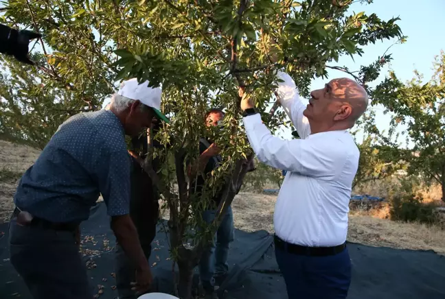 Tarım ve Orman Bakanı Kirişci, badem hasadına katıldı