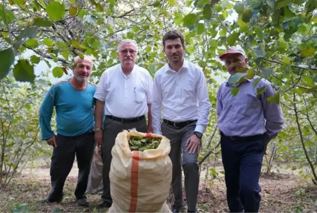 Son dakika gündem: ERBAA FINDIĞINDA HASAT ZAMANI