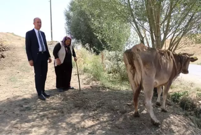 TEK GEÇİM KAYNAĞI İNEĞİ ÖLEN KADINA YENİSİ ALINDI