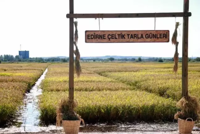 EDİRNE'DE ÇELTİK HASADI, 'TARLA GÜNLERİ' İLE BAŞLADI